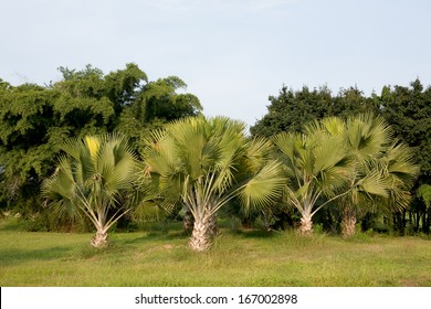 Palm tree