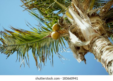 palm tree