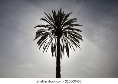 Palm tree