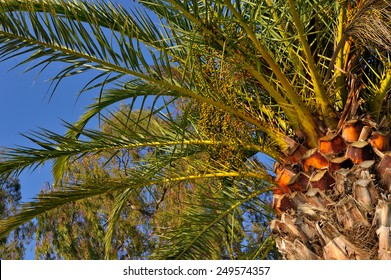 Palm tree 