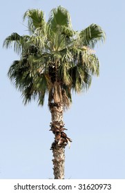Palm tree