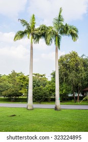 palm tree