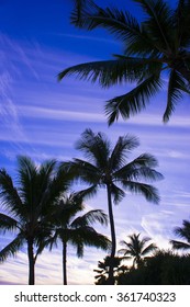 palm tree