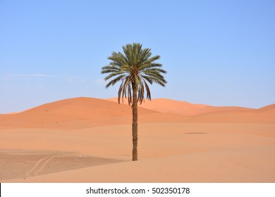 the palm tree - Powered by Shutterstock