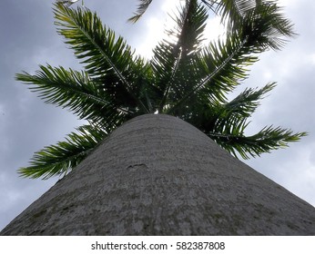 palm tree