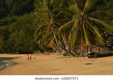 Palm tree
