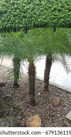 palm tree
