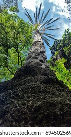 Palm tree