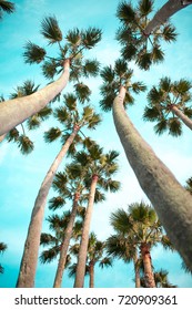 Palm tree