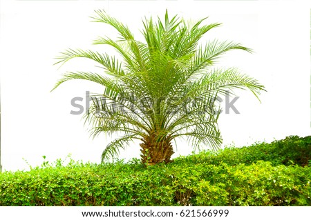 Palm Tree Stock Photo (Edit Now) 621566999 - Shutterstock