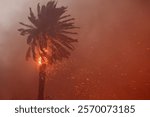 A palm tree ablaze as powerful winds intensify devastating wildfires sweeping through Los Angeles, highlighting the region