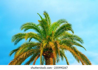 Palm Tree Against Blue Sky