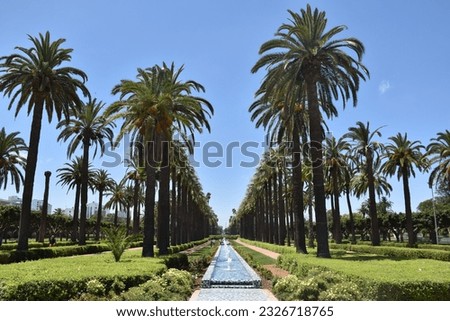 Palm tree alley in the scenic 