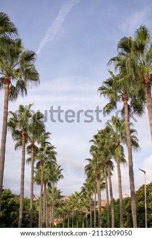 Palm tree alley in a tropical country