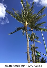 Palm Tree Along The Ala Wai Canal