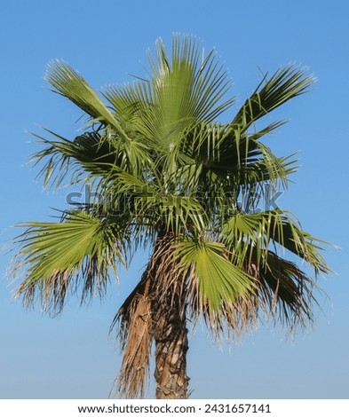 palm tree (Arecaceae) tree against blue sky background