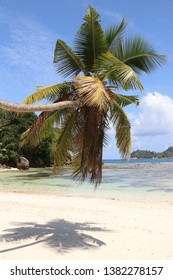 Palm  tree at Baie Lazare, Mahé Island, Seychelles.