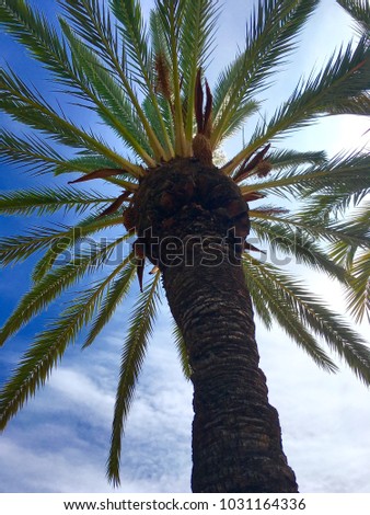 Palm Tree in barcalona