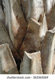 Palm Tree Bark