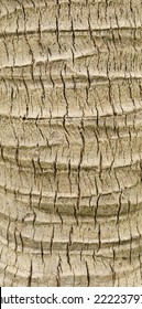 Palm Tree Bark Texture