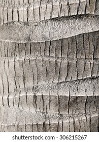 Palm Tree Bark Texture