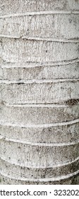 Palm Tree Bark Texture