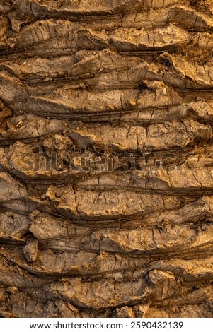 Palm Tree bark Texture Close up with warm sunlight