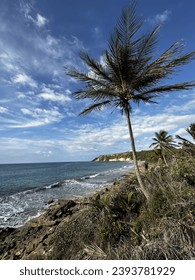 Palm Tree with beach view
