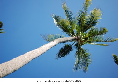 Palm Tree From Below