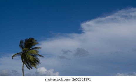 A palm tree bending in the wind