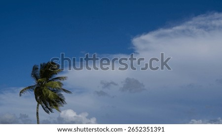 A palm tree bending in the wind