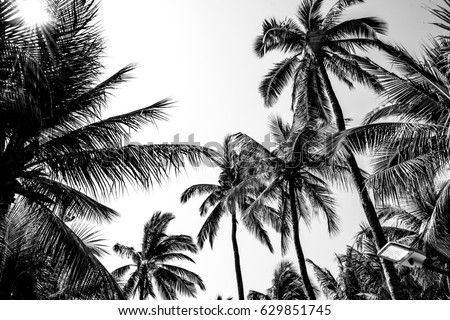 palm tree black white, palm tree plant