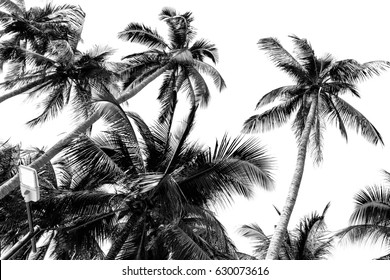 Palm Tree Black White, Palm Tree Tropic