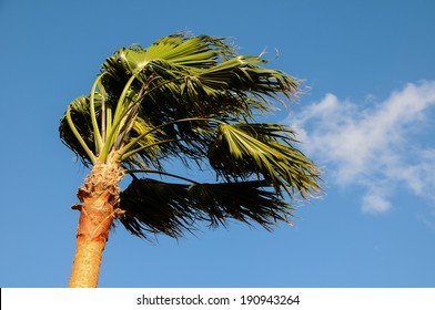 Palm Tree Blowing In The Wind Tenerife Canary Islands Spain