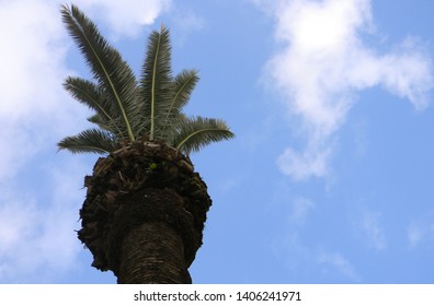 palm tree in blue sky