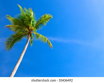 Palm Tree In Blue Sky