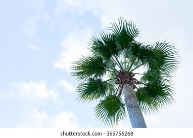 Palm tree in the blue sky
