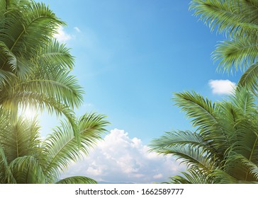 Palm Tree With Blue Sky, Tropical Background	