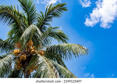 Palm Tree And A Blue Sky. Tropical Travel Destination