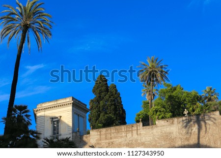 Similar – Image, Stock Photo Palm trees, Italy, summer,