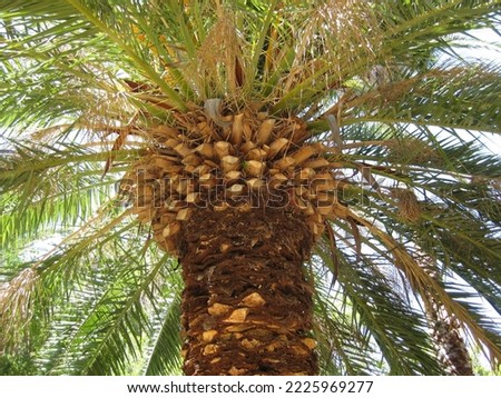 Palm Tree With Bottom Branches Trimmed Off