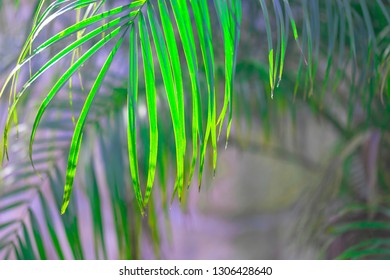 Palm tree branches.