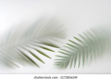 Palm Tree Branches In The Jungle Forest In Fog And Haze. Texture Tropics Concept.