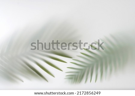 Palm tree branches in the jungle forest in fog and haze. Texture tropics concept.