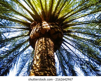 Palm Tree Canopy From Below