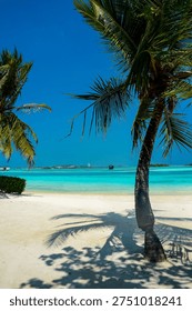 Palm tree casting shadow on white sand beach with turquoise tropical ocean and clear blue sky.