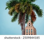 palm tree in the city building downtown coral gables