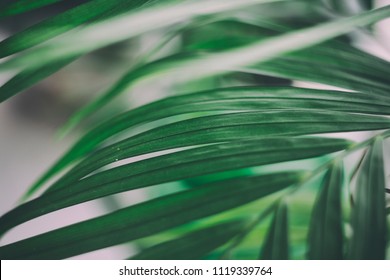 Palm Tree CloseUp