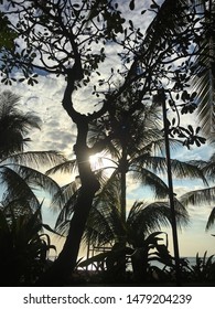 Palm tree with cloud in sky