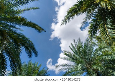 Palm tree with a cloud in the sky. The palm tree is in the foreground and the cloud is in the background
